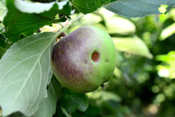 Konsekwencje Dla Dojrzewania Jabłek Gradobicie Wizerunek — Zdjęcie stockowe