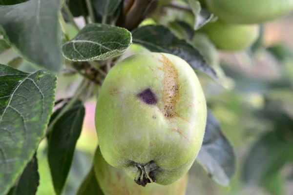 Consecuencias Para Maduración Manzana Después Tormenta Granizo Imagen — Foto de Stock