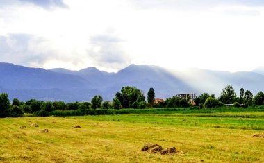 Buğday alanı, gıda ve tarım konsepti, bir görüntü