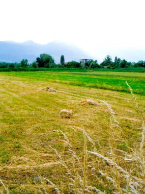 Buğday alanı, gıda ve tarım konsepti, bir görüntü