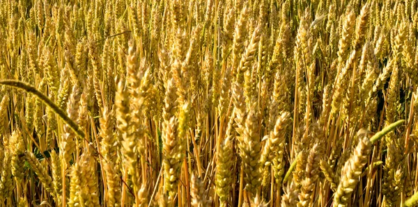 Buğday alanı, gıda ve tarım konsepti, bir görüntü