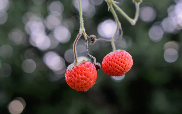Căpșuni Organice Pure Doar Preluate Imaginea Unei — Fotografie, imagine de stoc