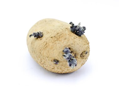 Eski çimlenme ekmek patates, beyaz üzerinde izole, görüntü