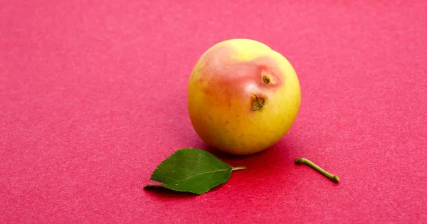 Pure Organic Plum Fruit Image — Stock Photo, Image