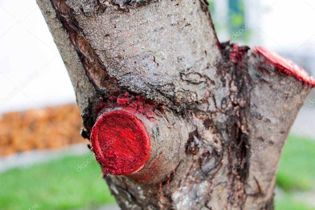 pruned and protected apple tree,image of a