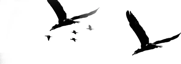 Corvos-marinhos aves voam — Fotografia de Stock