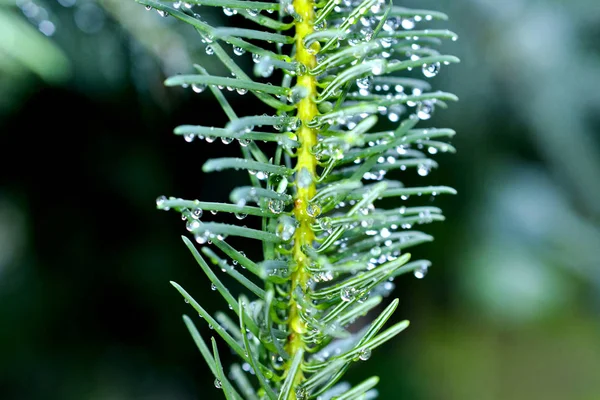 Gotas Chuva Agulhas Pinheiro Imagem Perto Dof Raso — Fotografia de Stock