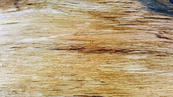 Inner Texture Evergreen Tree Bark Image — Stock Photo, Image