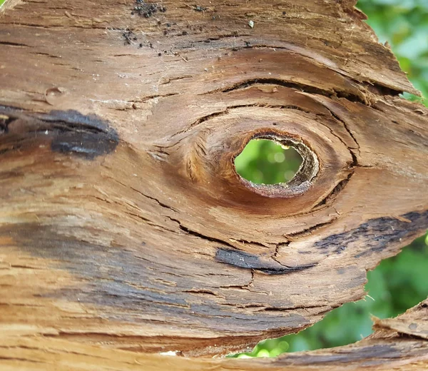 Inner Texture Evergreen Tree Bark Image — Stock Photo, Image