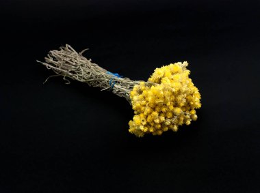 siyah arka plan üzerine, görüntü izole helichrysum çiçekler bir