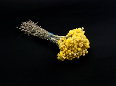 helichrysum flowers isolated on black background,image of a clipart