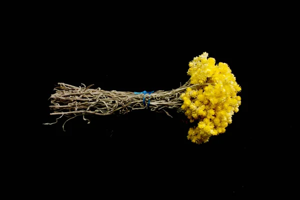 Helichrysum Flowers Isolated Black Background Image — Stock Photo, Image