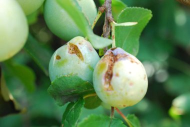 Olgun orga nicplums ağacı, görüntü üzerinde bir