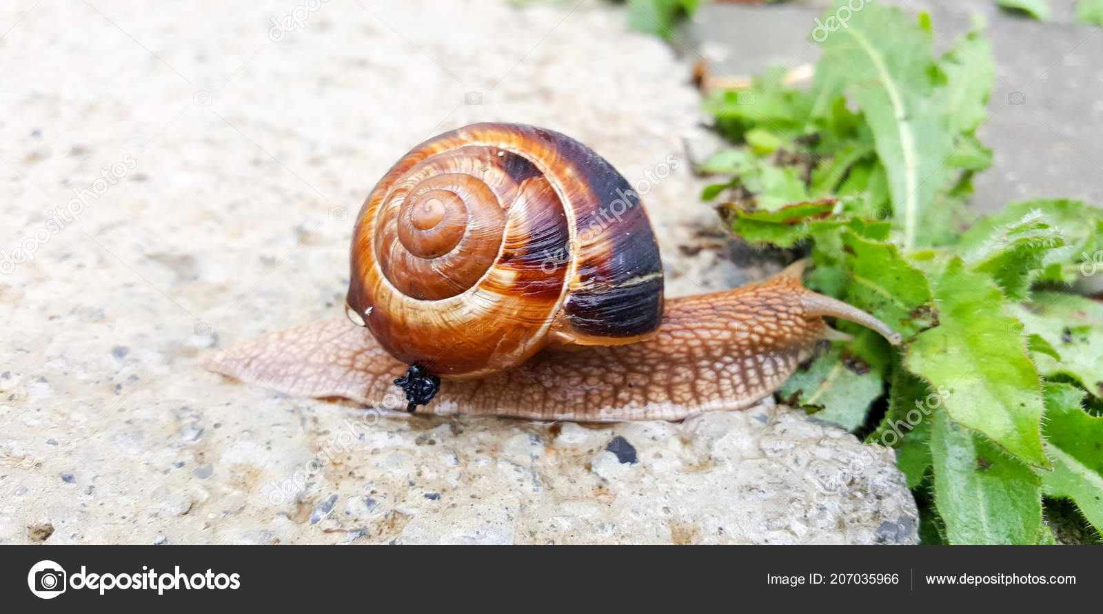 Garden Snail Eating Green Plant Image Stock Photo C Nehruresen
