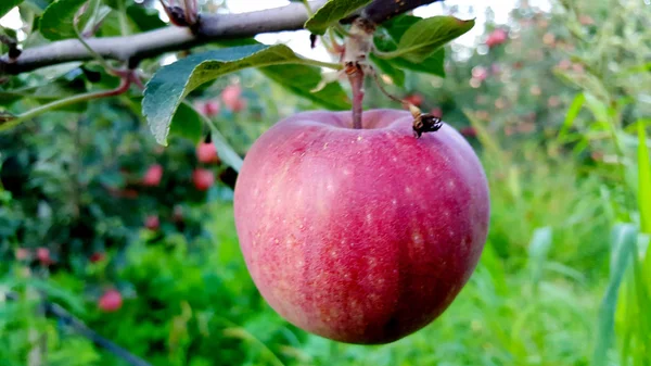 Manzanas Rojas Maduras Listas Para Cosecha Imagen — Foto de Stock