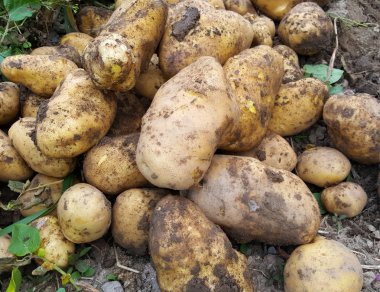 taze hasat patates Bahçe, görüntü üzerinde bir