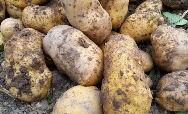 Φρέσκο Που Συγκομίζονται Πατάτες Στον Κήπο Εικόνα Του Ένα — Φωτογραφία Αρχείου