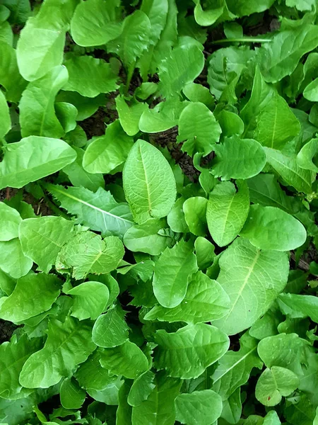 Zöld Levelek Természetes Háttér Vadon Élő Növény Kép — Stock Fotó