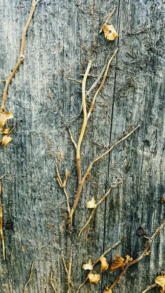 古い木の背景に乾いた植物の葉 画像の — ストック写真