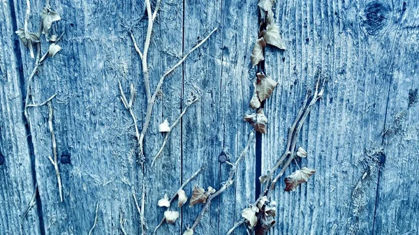 古い木の背景に乾いた植物の葉 画像の — ストック写真