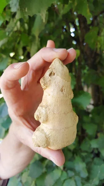 Mano sosteniendo jengibre entero sobre un fondo de hojas verdes —  Fotos de Stock