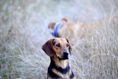 oturma sokak köpeği doğada görüntü