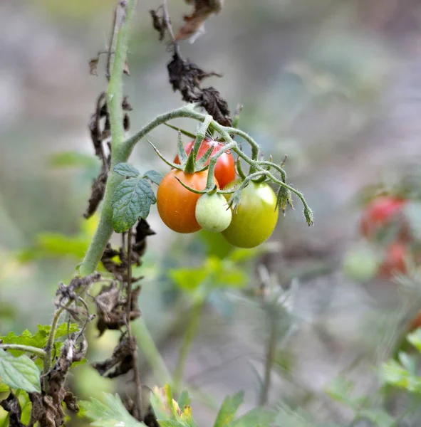 有机西红柿高英在花园 形象的一个 — 图库照片