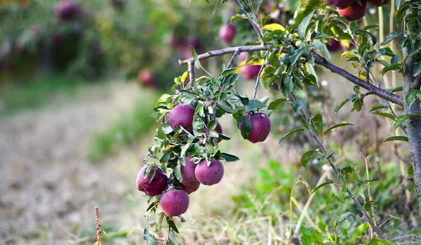 Pečená Jablka Připravena Sklizni Obraz — Stock fotografie