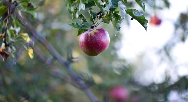 Mogna Äpplen Redo För Skörd Bilden — Stockfoto