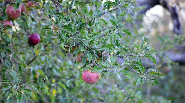 Manzanas Maduras Listas Para Cosechar Imagen — Foto de Stock