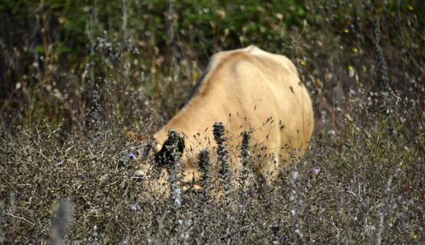 Krowy pasące się na łące suche — Zdjęcie stockowe
