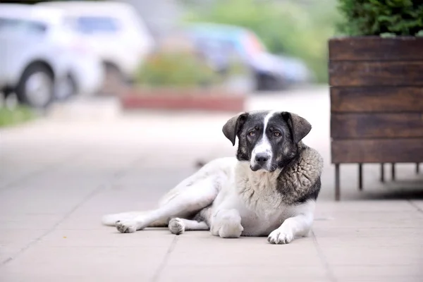 Perro Callejero Hembra Tendido Pavimento Imagen — Foto de Stock