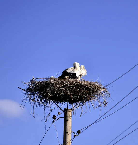 巣のイメージでコウノトリ Brirds を牽引します — ストック写真