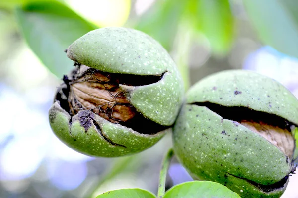 ripe organic walnut inside its green husk, image of a