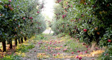 düşen elma hasat, sığ dof, görüntü için hazır ve bir meyve bahçesi