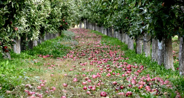 Gevallen Appels Een Boomgaard Klaar Voor Oogst Ondiepe Dof Image — Stockfoto