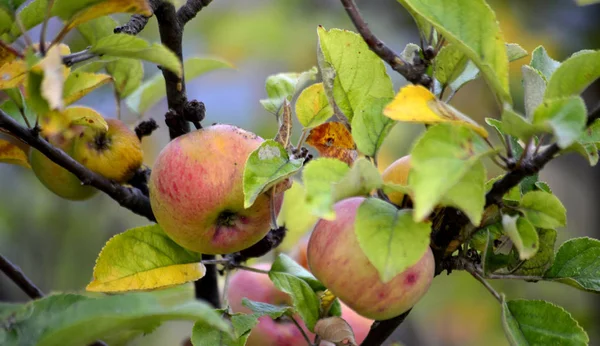 Dojrzałe Jabłka Sadzie Gotowe Zbioru — Zdjęcie stockowe