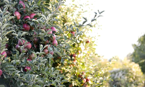 Manzanas Maduras Huerto Listas Para Cosechar Dof Poco Profundo — Foto de Stock