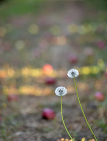 Mele Mature Frutteto Pronte Raccolta — Foto Stock