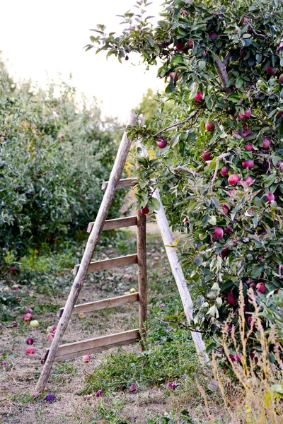 Échelle Sur Pommier Prêt Pour Récolte Peu Profonde Dof Image — Photo