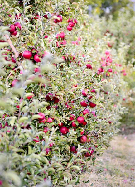 Rijpe Appelen Boomgaard Klaar Voor Oogst Ondiep Dof — Stockfoto