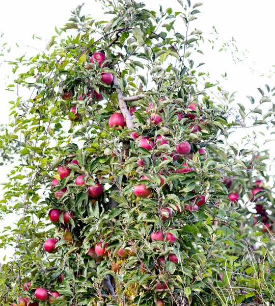 Reife Äpfel Obstgarten Erntereif Flache Äpfel — Stockfoto