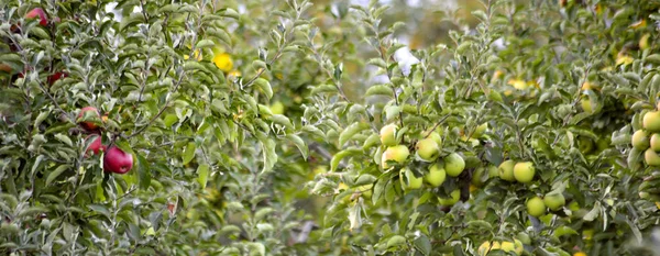 Manzanas Maduras Huerto Listas Para Cosechar Dof Poco Profundo — Foto de Stock