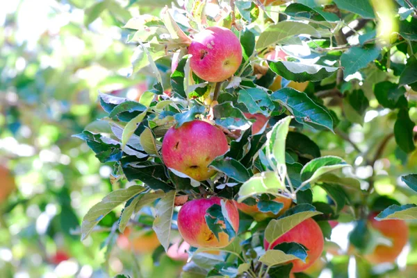 Reife Äpfel Erntereif Flaches Image — Stockfoto
