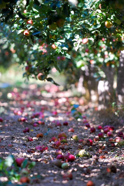 Стиглі Яблука Готові Збирання Дрібне Зображення Dof — стокове фото