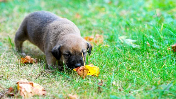Tre settimane cucciolo di razza mista su un'erba in autunno — Foto Stock