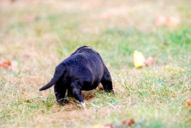 Üç hafta Güz, çimlerin üzerine karışık doğurmak köpek resim