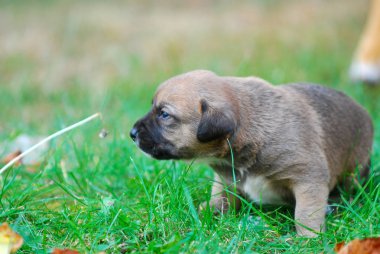 Üç hafta Güz, çimlerin üzerine karışık doğurmak köpek resim