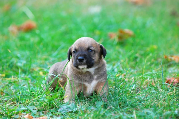 Tres Semanas Raza Mixta Cachorro Una Hierba Otoño Imagen —  Fotos de Stock