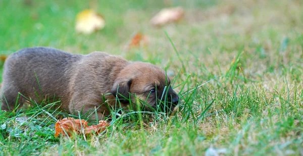 三周混合品种的小狗在草地上秋季 — 图库照片